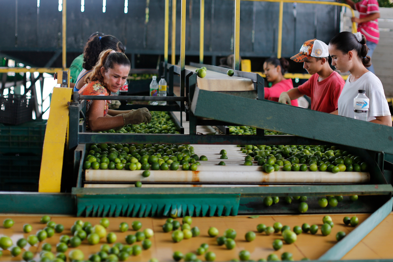 Illustration for article titled How Mexico's Drug Cartels Are Driving Up the Price of Limes